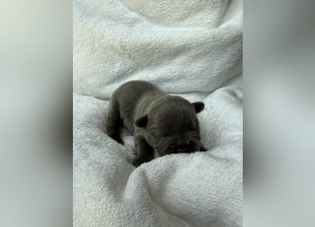 Gesundes Sportliche Französische Bulldoggen aus seriöser Familienzucht.