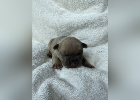 Gesundes Sportliche Französische Bulldoggen aus seriöser Familienzucht.
