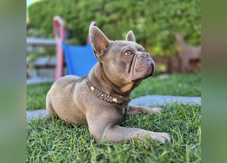Gesundes Sportliche Französische Bulldoggen aus seriöser Familienzucht.