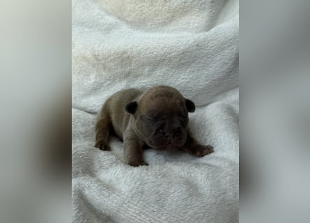 Gesundes Sportliche Französische Bulldoggen aus seriöser Familienzucht.