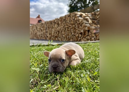 Sportliche und Gesunde Französische Bulldoggen aus seriöser Familienzucht.