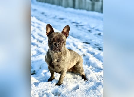 Gesundes Sportliche Französische Bulldoggen aus seriöser Familienzucht.