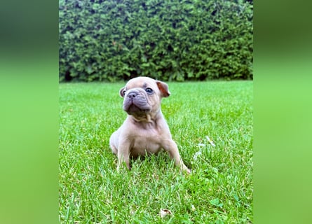 Gesundes Sportliche Französische Bulldoggen aus seriöser Familienzucht.
