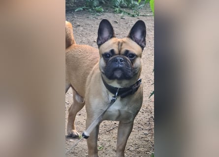 Sportlicher Frops  Rüde (Franz. Bulldogge + Mops)