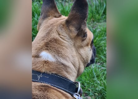 Sportlicher Frops  Rüde (Franz. Bulldogge + Mops)