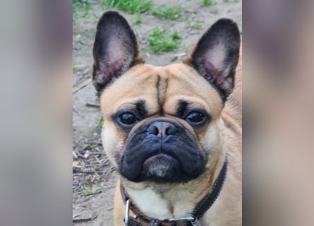 Sportlicher Frops  Rüde (Franz. Bulldogge + Mops)
