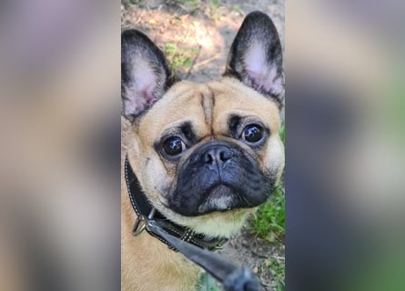 Sportlicher Frops  Rüde (Franz. Bulldogge + Mops)