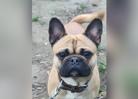 Sportlicher Frops  Rüde (Franz. Bulldogge + Mops)