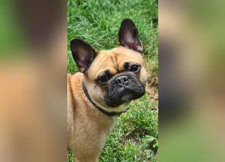 Sportlicher Frops  Rüde (Franz. Bulldogge + Mops)