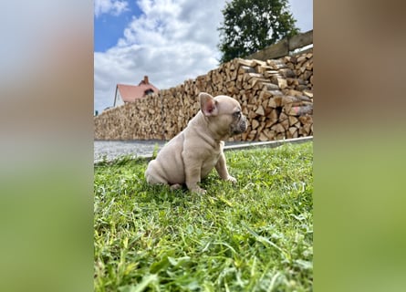 Gesunder Französischer Bulldog Rüde aus seriöser Familienzucht!