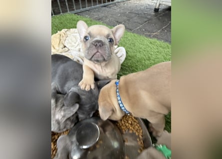 Gesunder Französischer Bulldog Rüde aus seriöser Familienzucht!