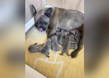 Französische Bulldogge Hündin