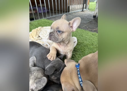Gesunder Französischer Bulldog Rüde aus seriöser Familienzucht!
