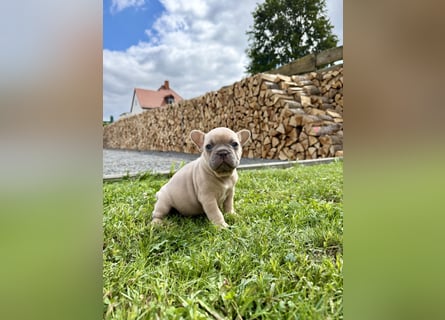 Französische Bulldogge Rüde