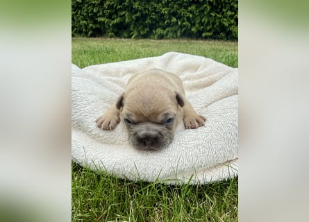 Französische Bulldogge Rüde