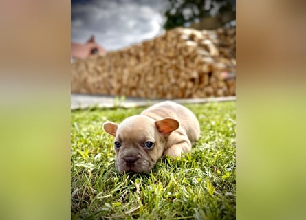 Gesunder Französischer Bulldog Rüde aus seriöser Familienzucht!