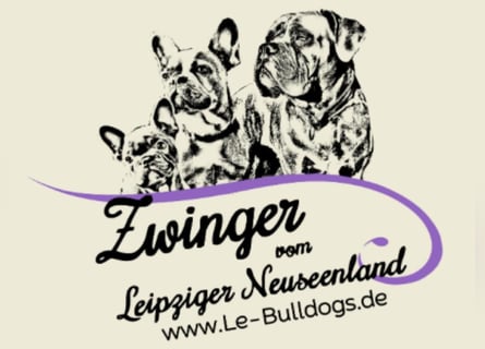 Gesunde Französische Bulldoggen aus seriöser Familienzucht!