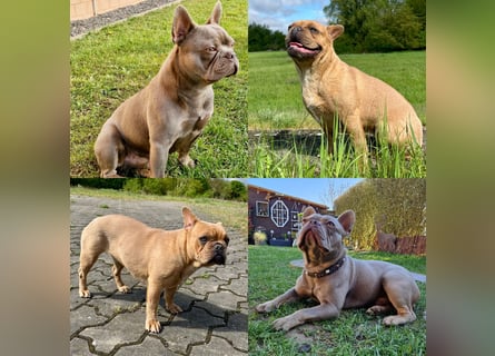 Gesunder Französischer Bulldog Rüde aus seriöser Familienzucht!