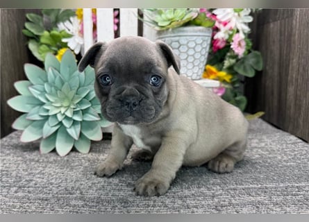 Französische Bulldoggen Welpen kleine Herzensbrecher suchen ihr Zuhause