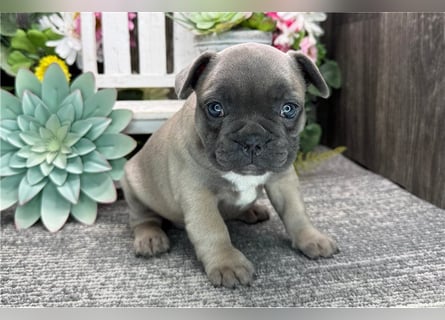 Französische Bulldoggen Welpen kleine Herzensbrecher suchen ihr Zuhause
