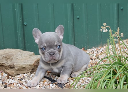Französische bulldogge welpen