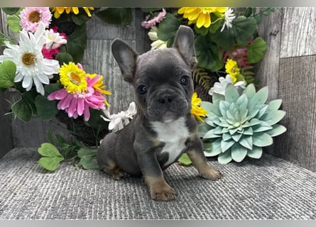 Französische Bulldoggen Welpen suchen ein Zuhause