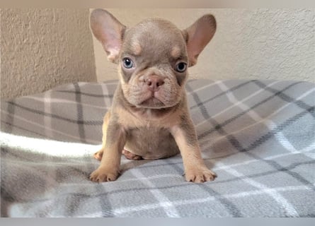 Französische bulldogge welpen