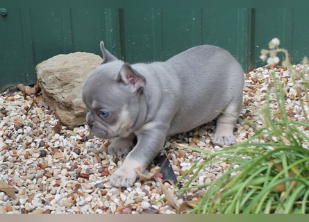 Französische bulldogge welpen