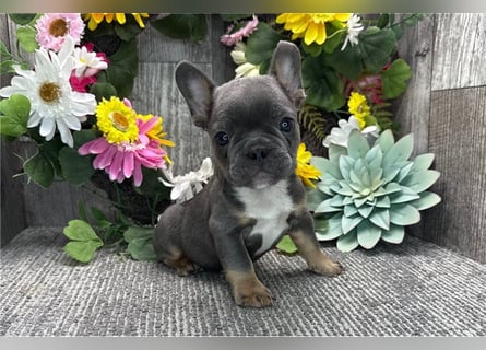 Französische bulldogge welpen