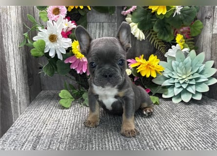 Französische bulldogge welpen