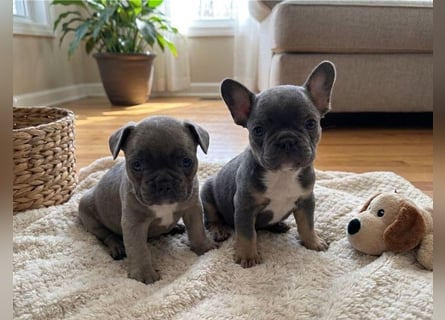 Französische Bulldoggen Welpen suchen ein Zuhause