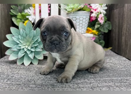 Französische Bulldoggen Welpen suchen ein Zuhause