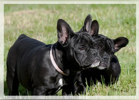 Französische Bulldogge (al) mit Ahnentafel