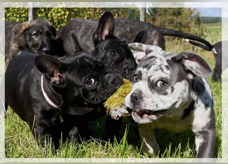 Französische Bulldogge (al) mit Ahnentafel