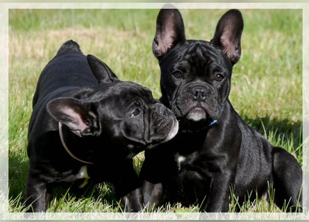 Französische Bulldogge (al) mit Ahnentafel