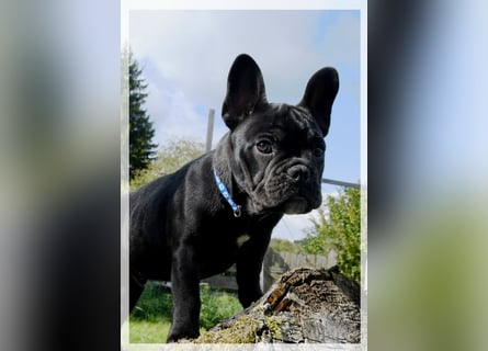 Französische Bulldogge (al) mit Ahnentafel