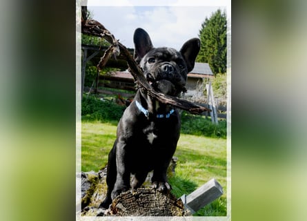 Französische Bulldogge (al) mit Ahnentafel