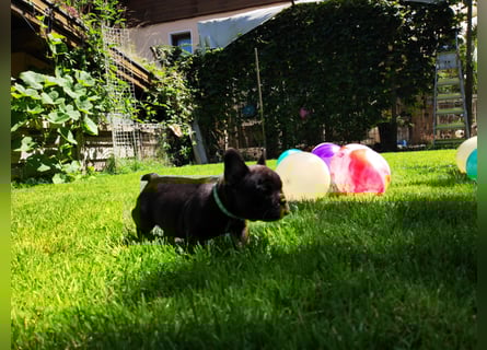 Französische Bulldogge (al) mit Ahnentafel
