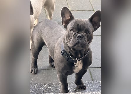  Französische Bulldogge „Blue“ sucht ein liebevolles Zuhause auf Lebenszeit 