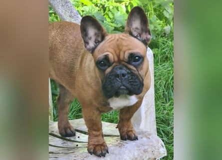 "GRETJE" bezauberndes Französisches Bulldoggen Mädchen mit Papieren