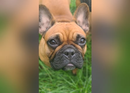 "GRETJE" bezauberndes Französisches Bulldoggen Mädchen mit Papieren