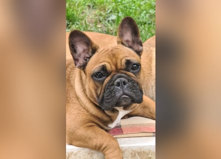 "GRETJE" bezauberndes Französisches Bulldoggen Mädchen mit Papieren