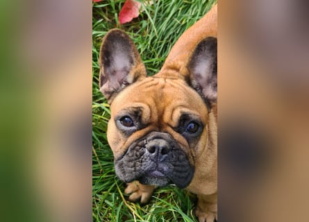 "GRETJE" bezauberndes Französisches Bulldoggen Mädchen mit Papieren
