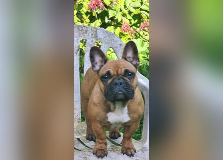 "GRETJE" bezauberndes Französisches Bulldoggen Mädchen mit Papieren