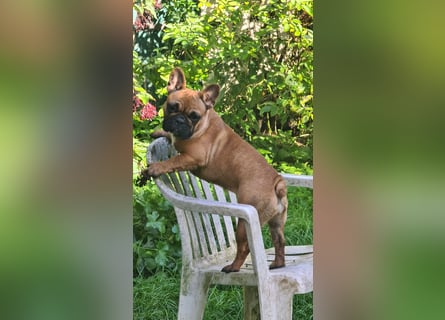 "GRETJE" bezauberndes Französisches Bulldoggen Mädchen mit Papieren
