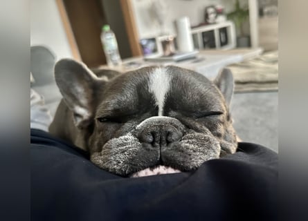 Französische Bulldogge