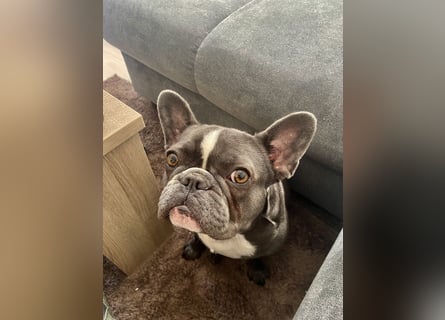 Französische Bulldogge