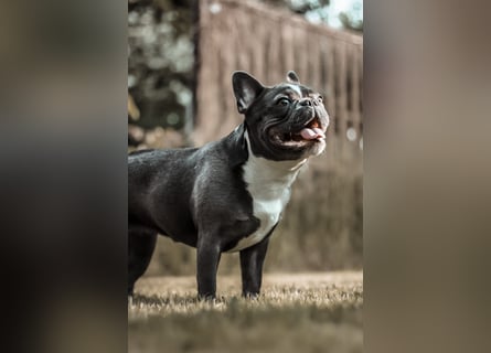 Französische Bulldogge