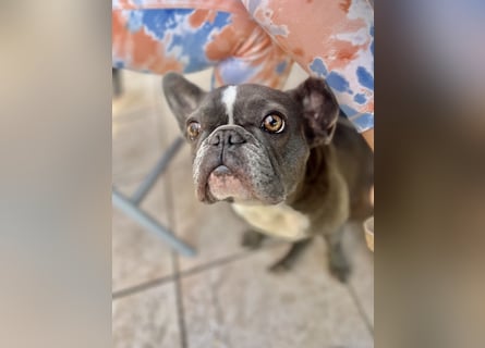 Französische Bulldogge