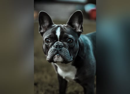 Französische Bulldogge